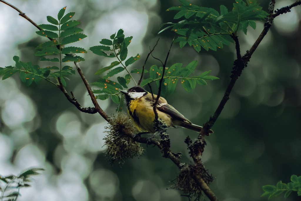 En talgoxe, vilande på en pinne i skogens lugn. Denna lilla fågel framträder vackert mot en naturlig bakgrund av gröna blad och frodig skog, vilket återspeglar den ro och frid som råder i naturen.